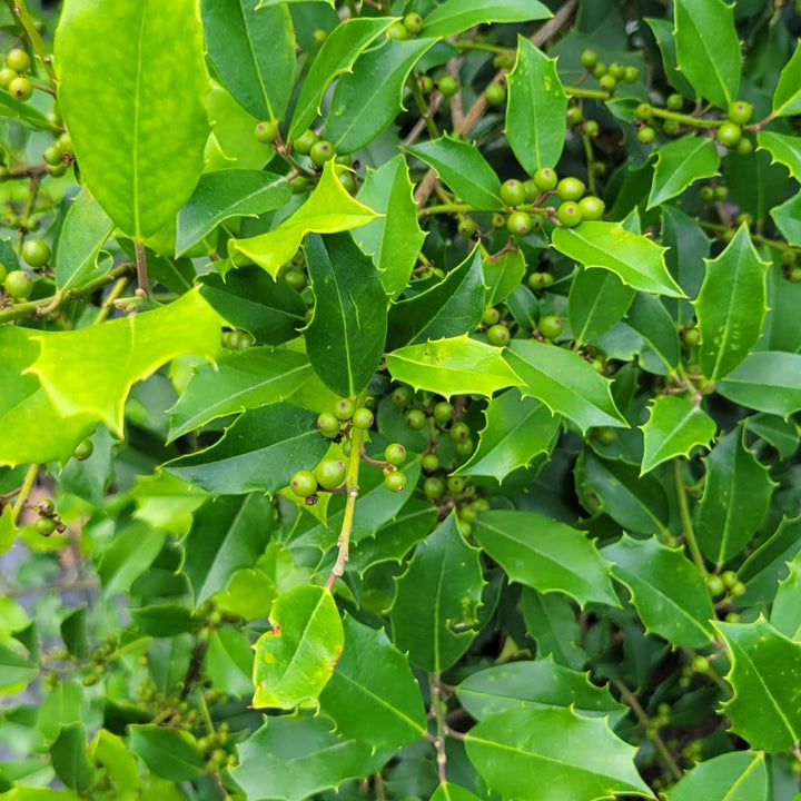 A close-up photo of the beautiful green leaves and developing berries of Ilex opaca 'Greenleaf' American holly