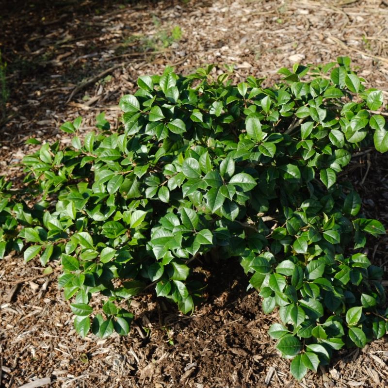 Ilex opaca 'Maryland Dwarf,' dwarf American holly, planted in-ground.