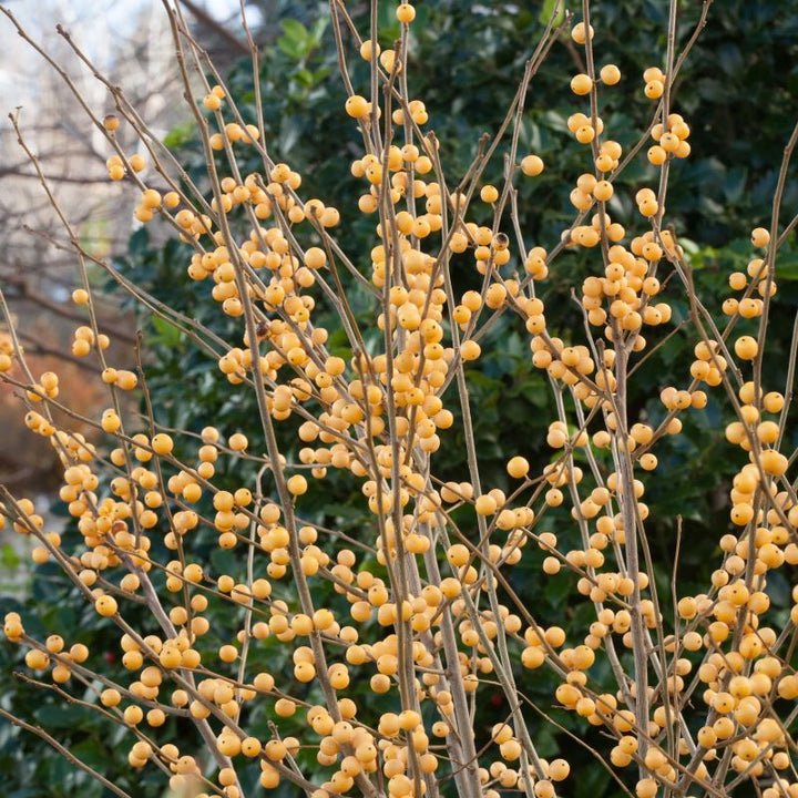 Ilex verticillata Berry Heavy® Gold with yellow berries.