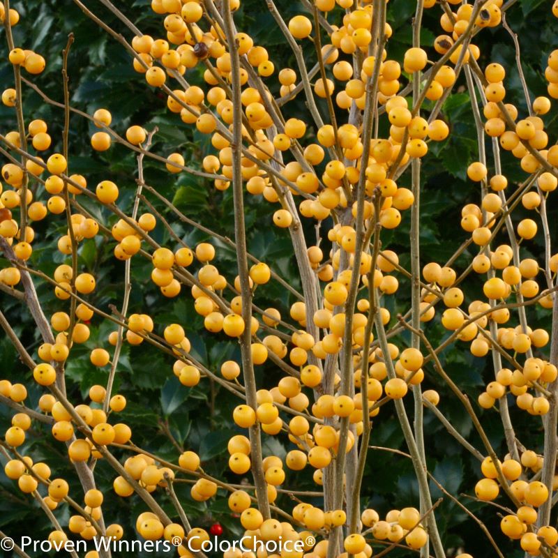 Close-up of Ilex verticillata Berry Heavy® Gold berries.