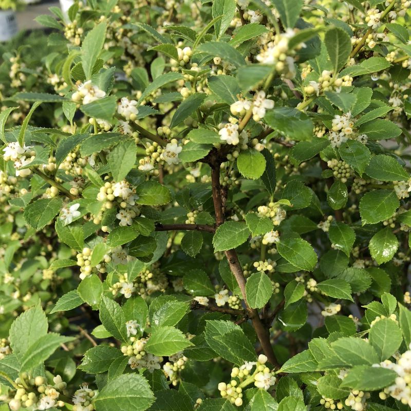Ilex verticillata Berry Poppins® (Dwarf Winterberry Holly) Unity Grown