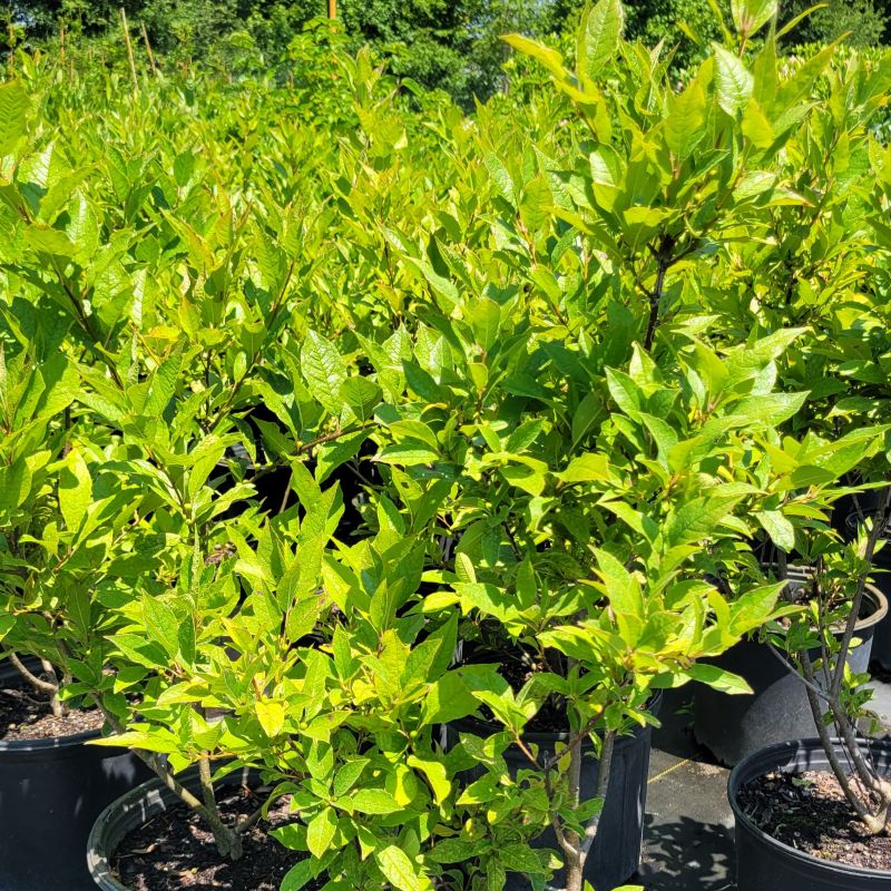 A close-up photo of the bright green foliage and developing green berries of Ilex verticillata Magical Berry 'Citronella' winterberry holly