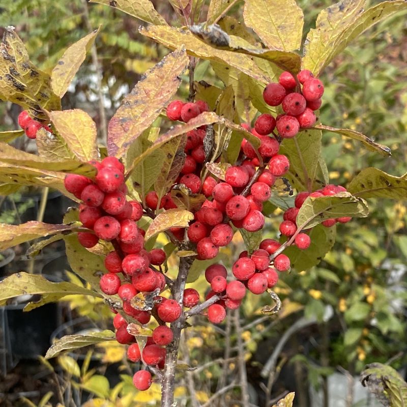 Red berries amongst yellowing fall foliage of Ilex verticillata Magical® Berry (Dwarf Winterberry Holly)