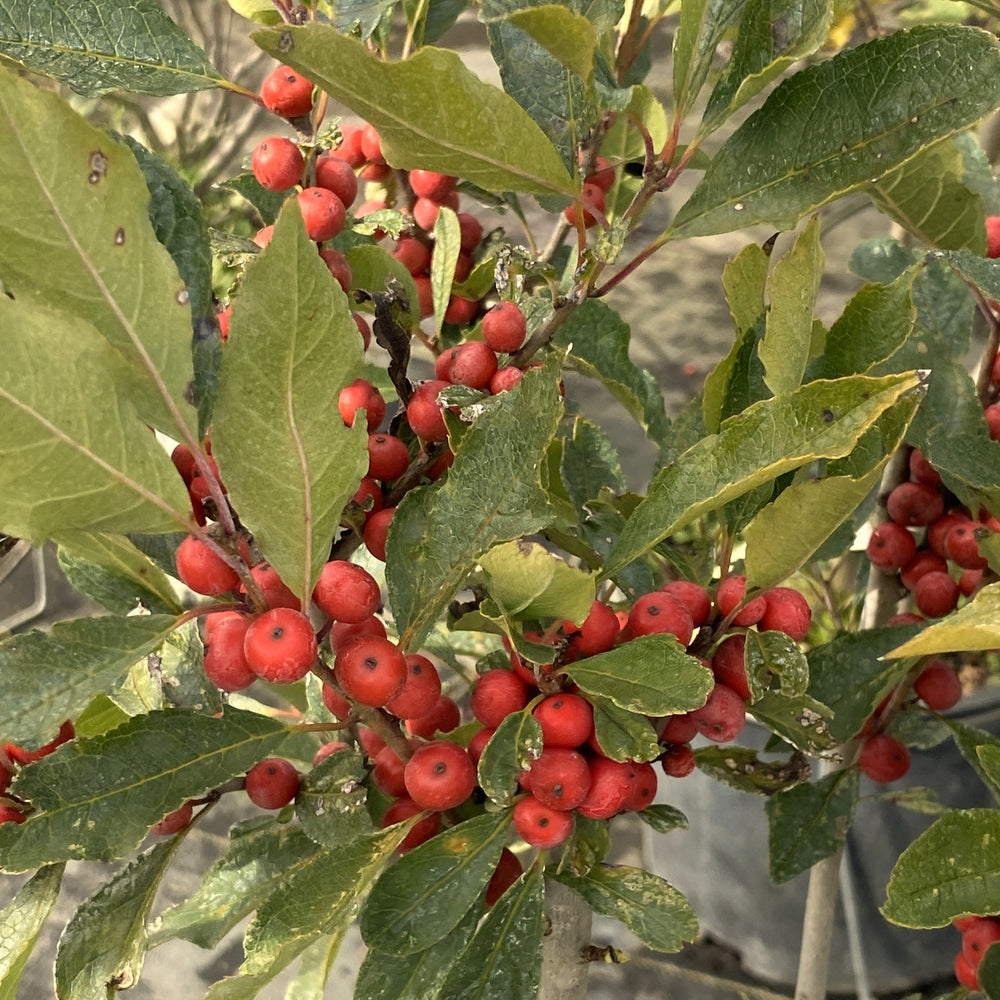 red berries amongst green foliage of Ilex verticillata Magical® Winter Jewel