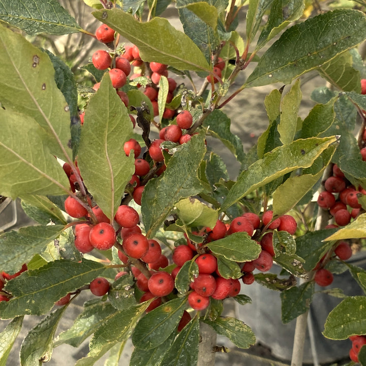 red berries amongst green foliage of Ilex verticillata Magical® Winter Jewel