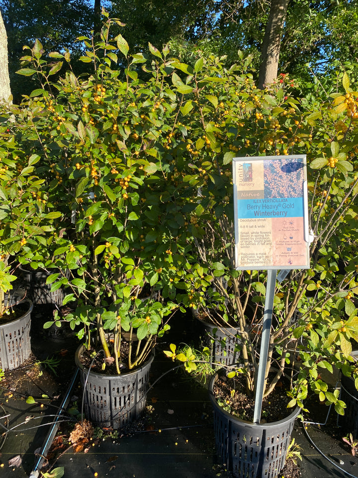 Ilex verticillata Berry Heavy® Gold with yellow berries growing in 7-gallon container.