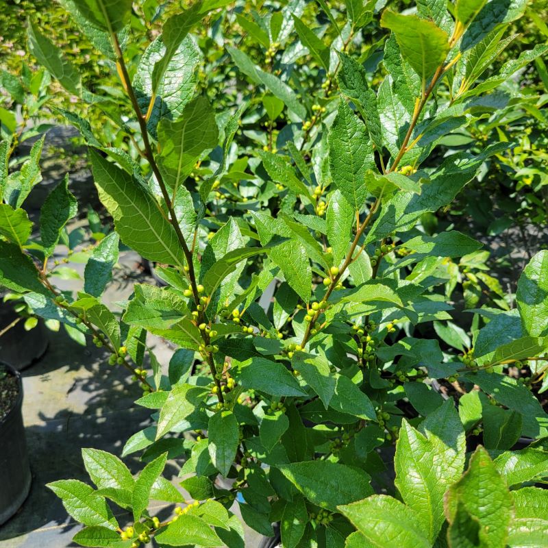 Glossy foliage and developing berries of Ilex verticillata Magical® Berry (Dwarf Winterberry Holly)