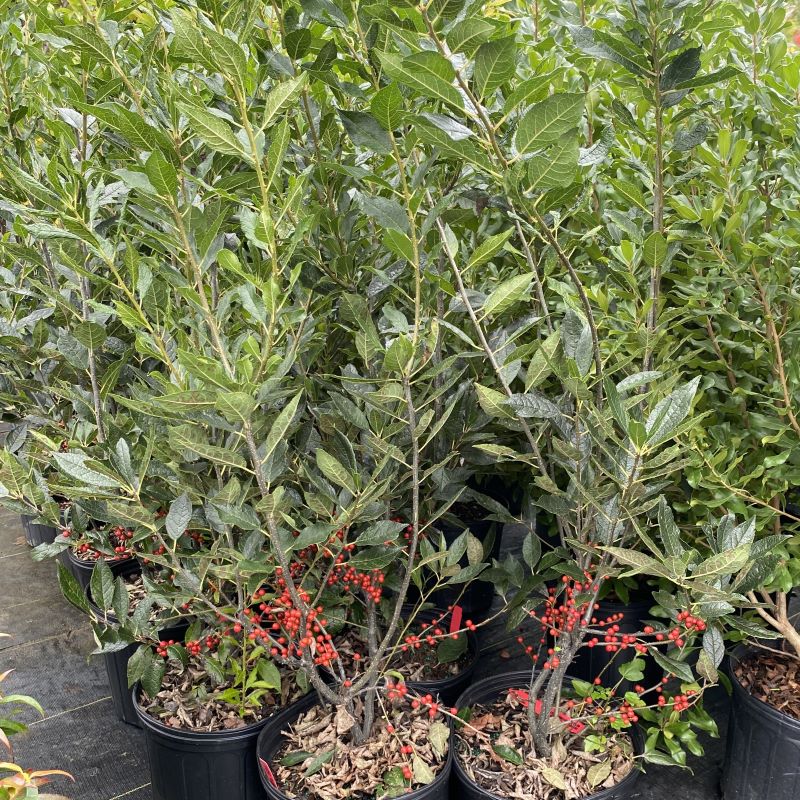 Ilex verticillata 'Winter Red' with green leaves and red berries.