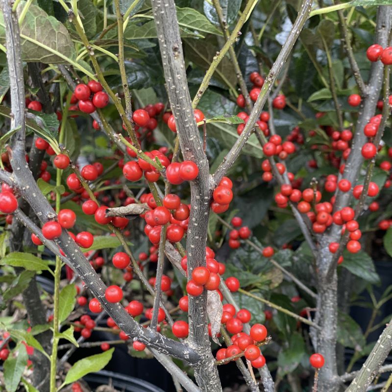 Close-up of Ilex verticillata 'Winter Red' berries.