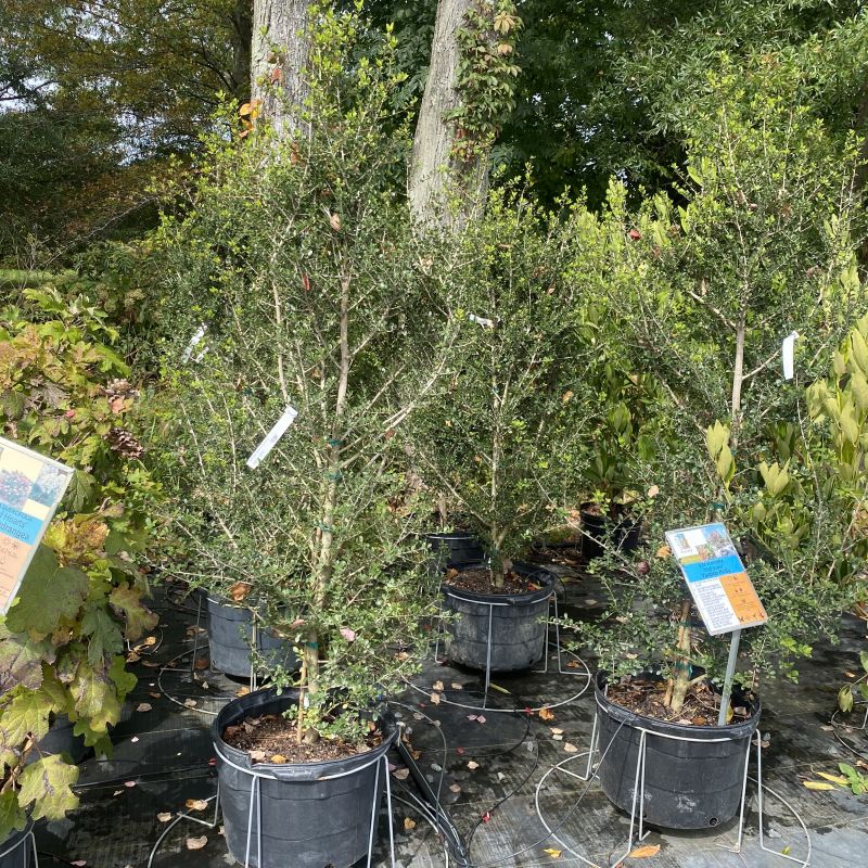 Ilex vomitoria 'Hightower', a tall-growing broad-leaf evergreen with small leaves in 10-gallon pots.