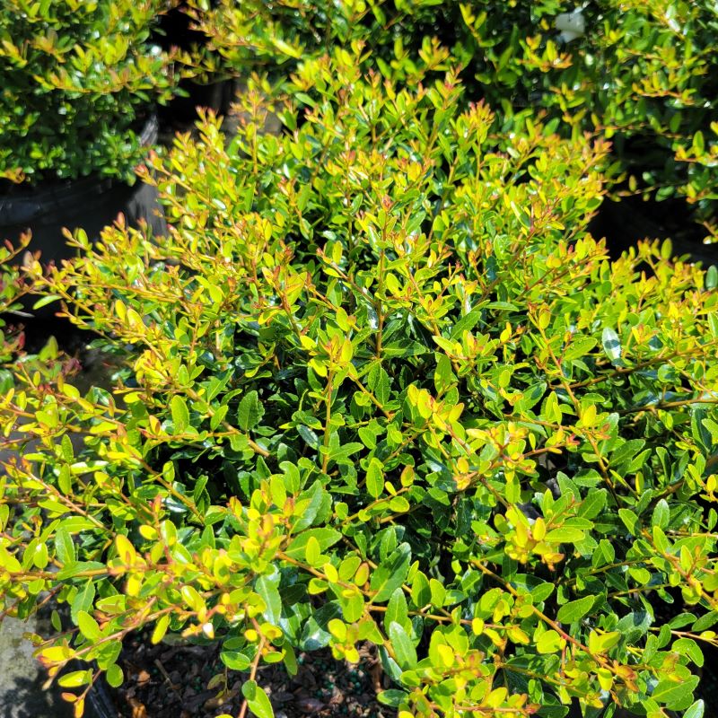 Ilex vomitoria 'Nana' (Dwarf Yaupon Holly) – Unity Church Hill Nursery, LLC