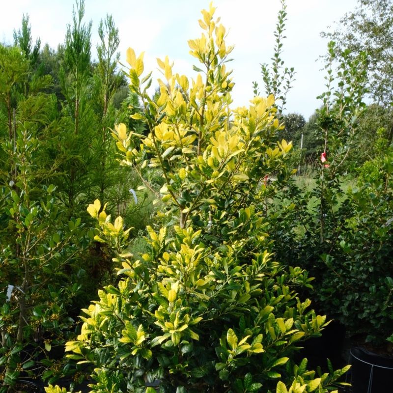 Ilex x 'Whoa Nellie' (Golden Nellie Stevens Holly) with pyramidal shape and golden-green foliage.