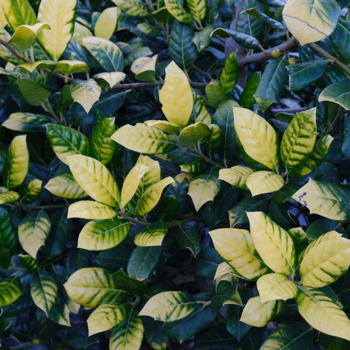 Close-up of gold and green Ilex x 'Whoa Nellie' (Golden Nellie Stevens Holly) foliage.