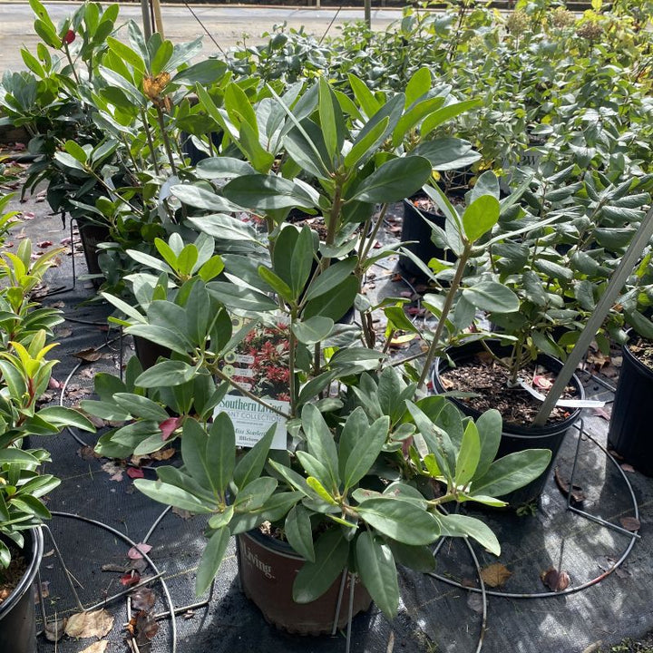 Illicium floridanum 'Miss Scarlett® broadleaf evergreen in a 3-gallon nursery pot.