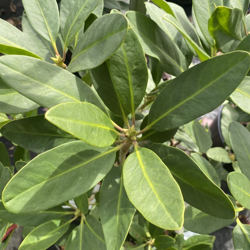 Close-up of a leafy green plant (Illicium floridanum 'Miss Scarlett® ) with glossy, oval-shaped leaves and visible yellow veins, photographed outdoors in natural light.