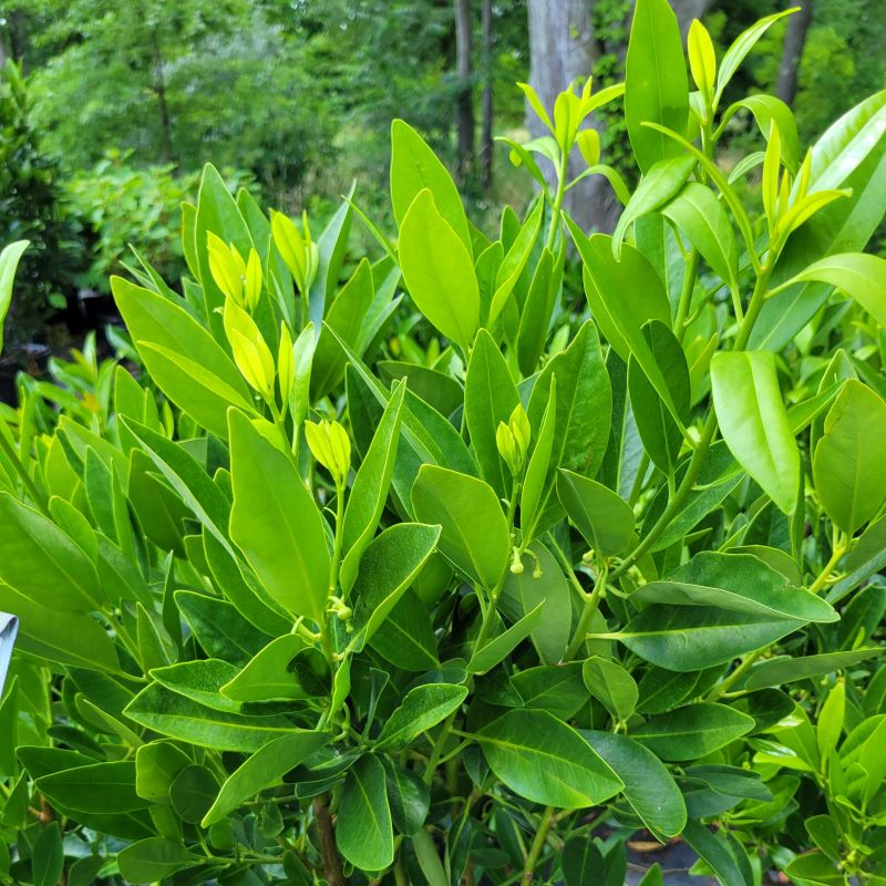 Broad, evergreen foliage of Illicium parviflorum (Yellow Anisetree) grown in a 5-gallon container