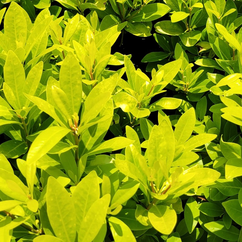 A close-up photo of the chartreuse yellow foliage of Illicium parviflorum 'Florida Sunshine'