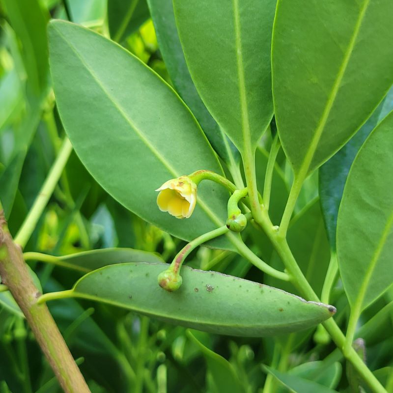 Close-up of a small, yellow flower on Illicium parviflorum (Yellow Anisetree)
