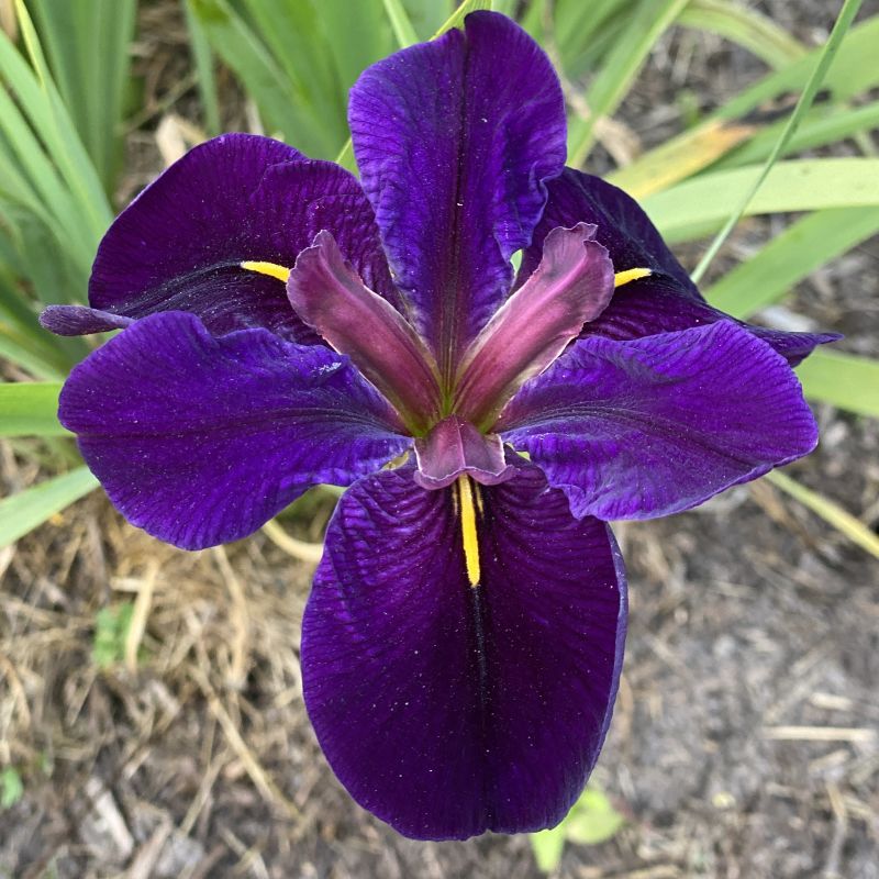 Close up of deep purple flower of Iris Black Gamecock (Louisiana Iris) with green spear like foliage in background