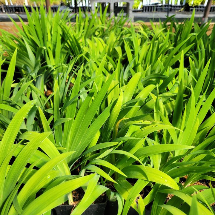 A group of Iris cristata (Dwarf Crested Iris) grown in quart-sized containers