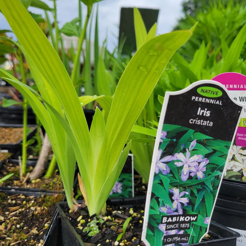 The wide-bladed foliage of Iris cristata (Dwarf Crested Iris) grown in a quart-sized container