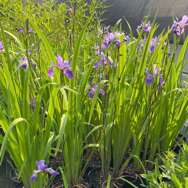Iris versicolor 'Purple Flame' (Blue Flag Iris) grown in 1-gallon pots, blooming with purple flowers.
