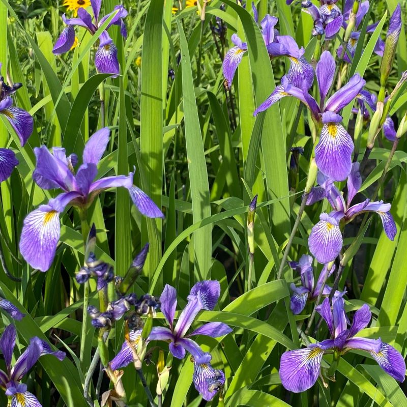 Close-up of the purple and yellow flowers of Iris versicolor 'Purple Flame' (Blue Flag Iris).