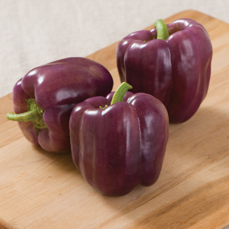 Purple and yellow-streaked skin of a semi-mature Islander bell pepper.