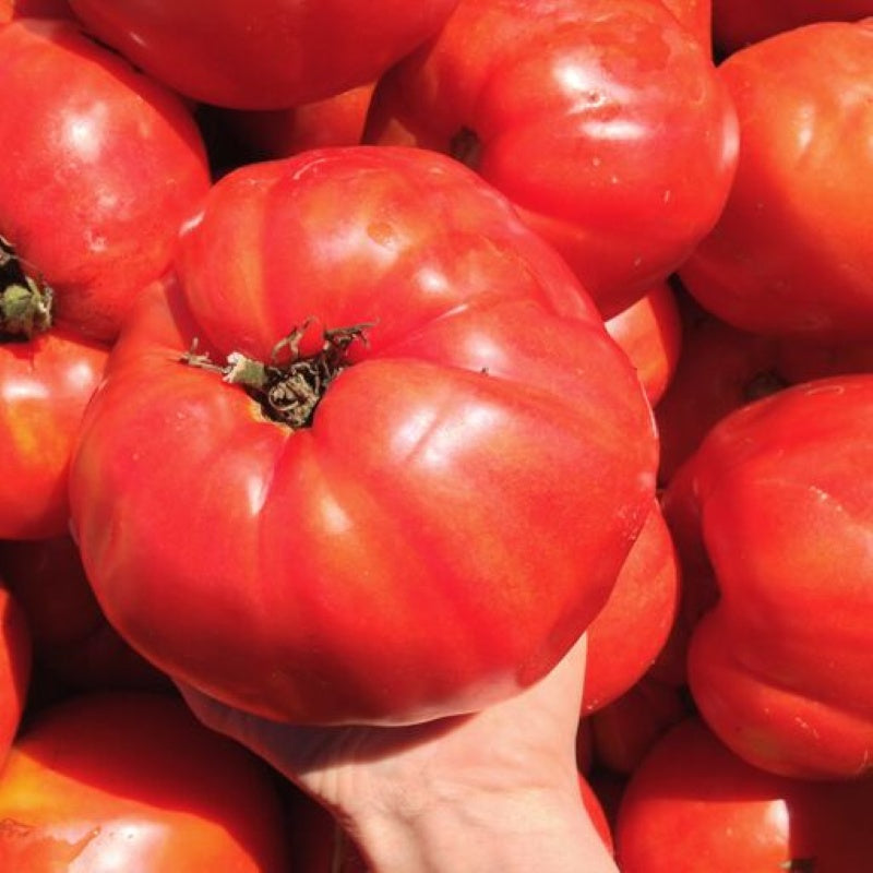 A collection of very large Italian Heirloom tomatoes with a hand for scale.