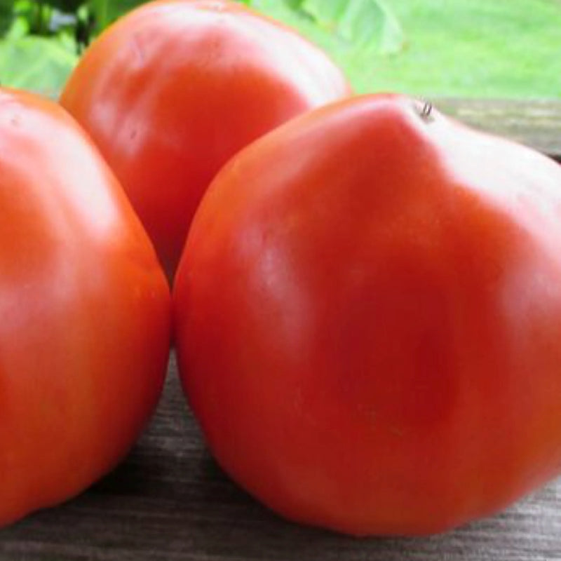 Tomato Italian Heirloom Unity Grown