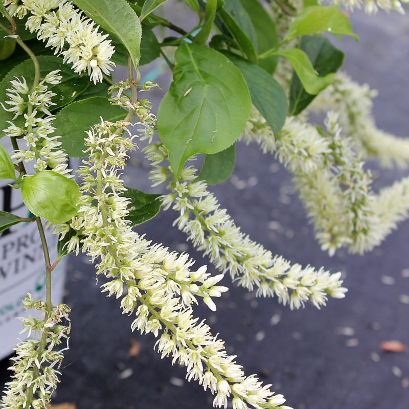 Close-up of creamy white flowers of Itea virginica Little Henry®