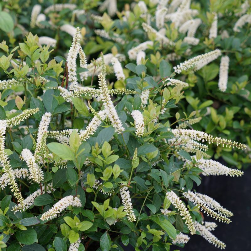 Itea virgininca Scentlandia® with white flowers and green leaves, grown in a 3-gallon pot.