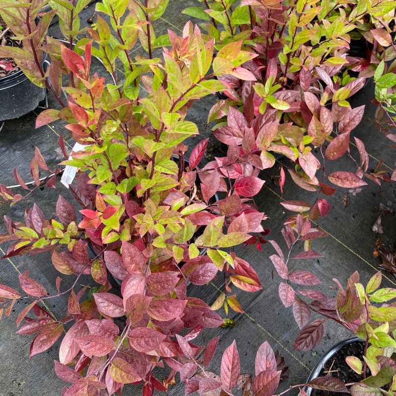 Close-up of red-purple fall foliage of Itea virginica 'Fountains of Rouge'