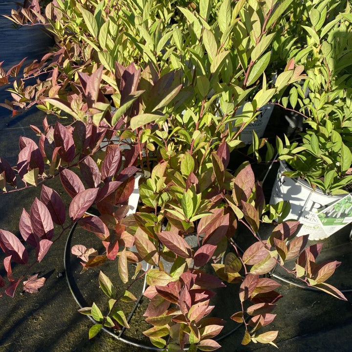 Mature Itea virginica 'Fountains of Rouge' in 3-gallon pots with red-purple fall foliage.