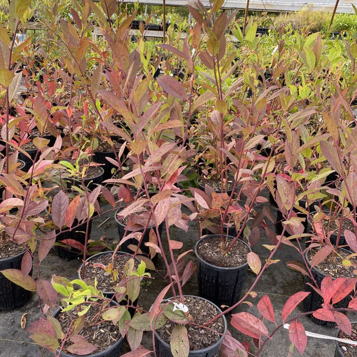 Itea virginica 'Henry's Garnet' with red fall color in a 1-gallon container