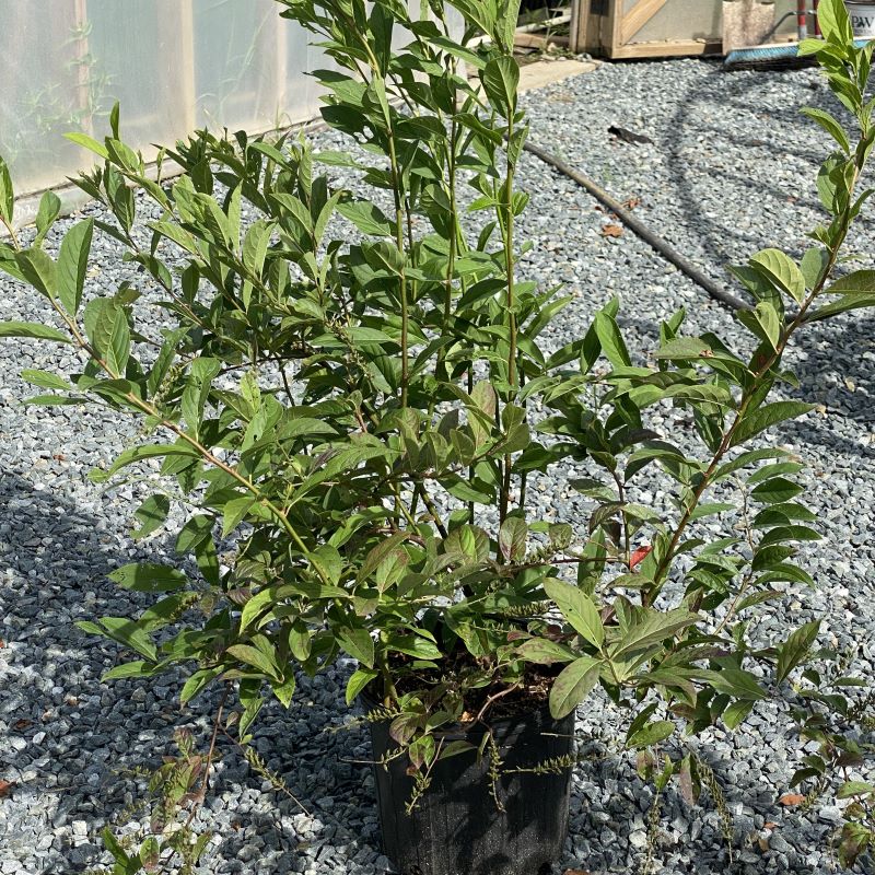 Itea virginica 'Henry's Garnet' with green foliage in a 3-gallon container.