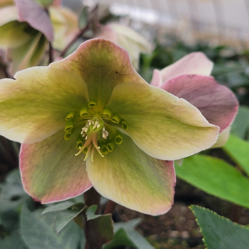 A close-up of a Helleborus x 'Ivory Prince' flower with white, yellow, and pink coloration.
