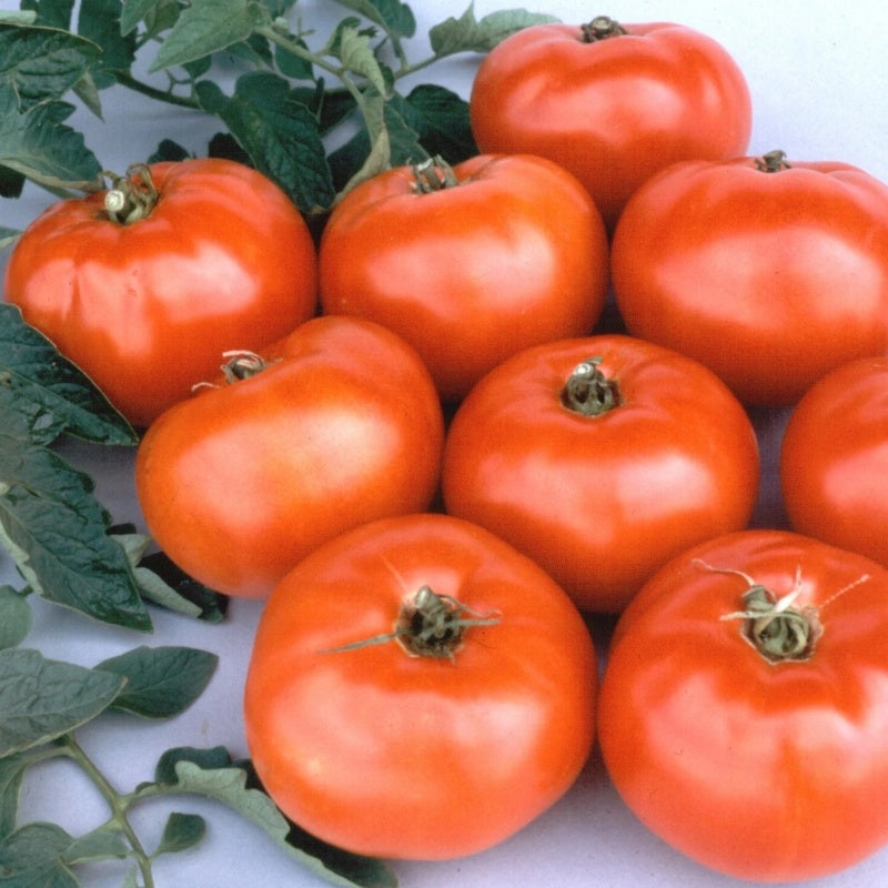 A small bunch of Jet Star hybrid tomatoes with tomato leaves in background.