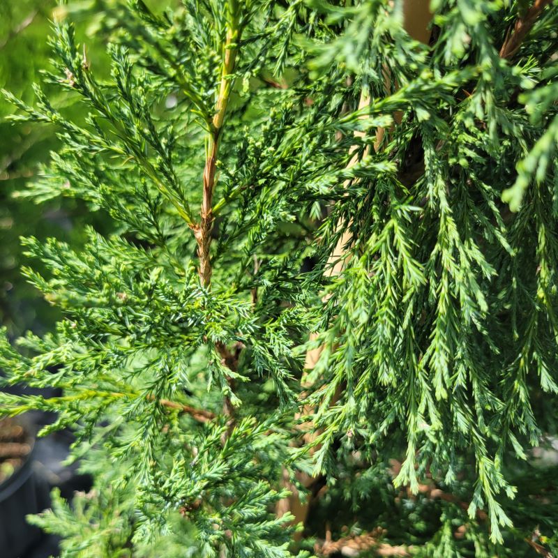 Fine, feathery green foliage of Juniperus virginiana 'Taylor' (Taylor Juniper)