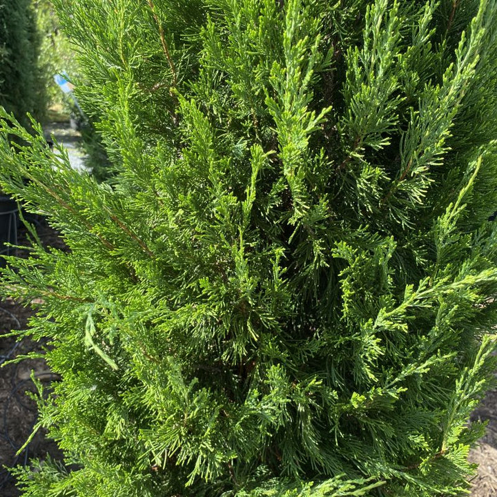 Juniperus virginiana 'Taylor' (Eastern Red Cedar)