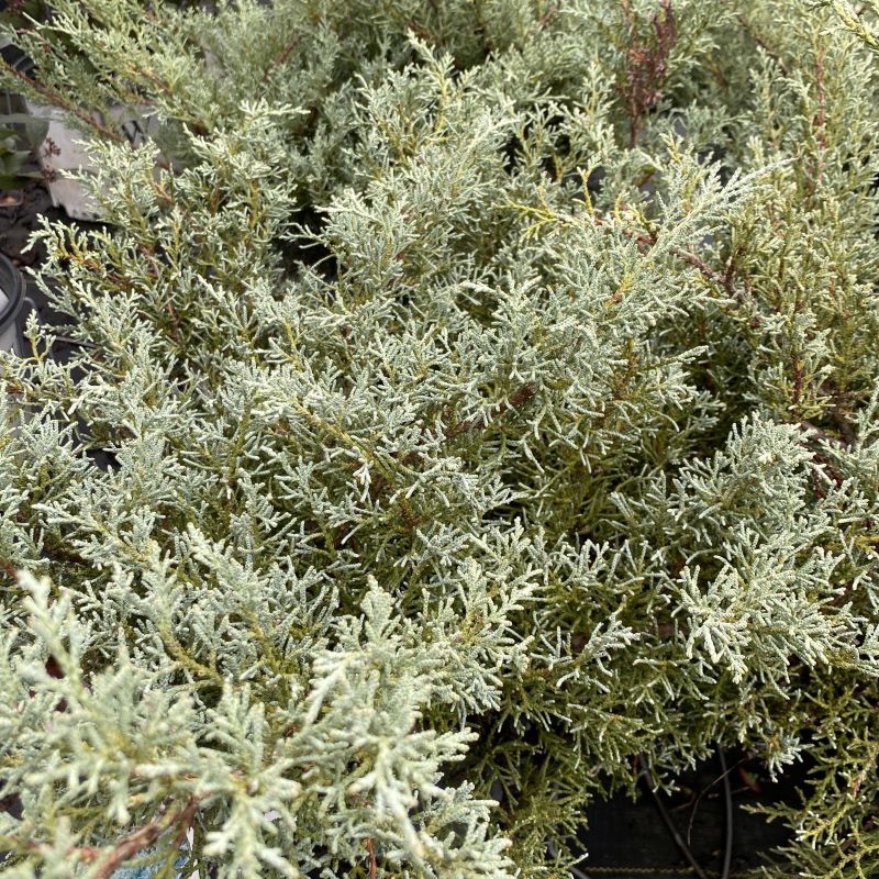 close up of Juniperus chinensis 'Angelica Blue' (Juniper)
