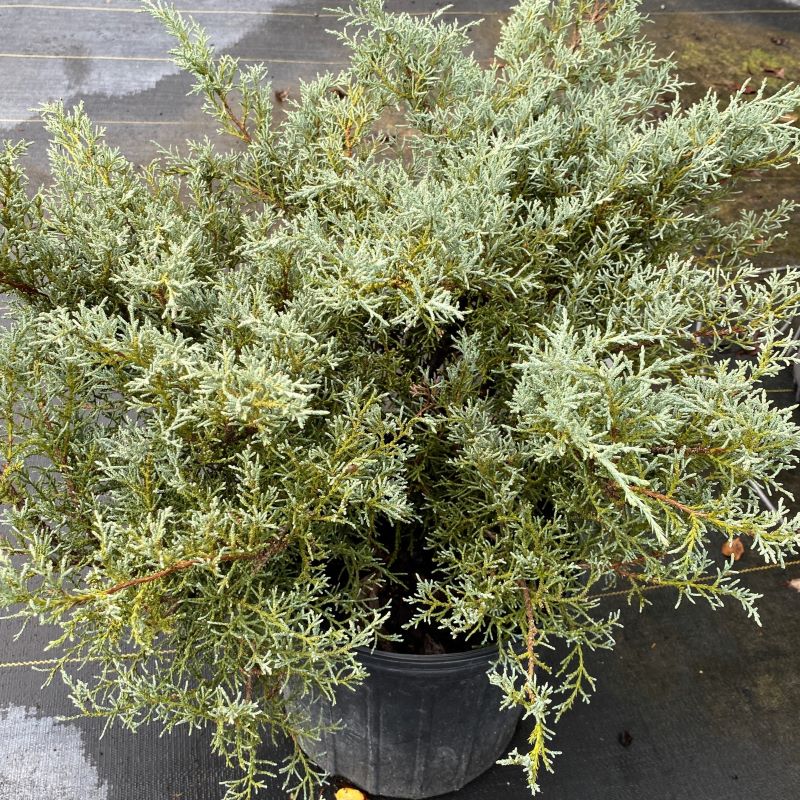 Juniperus chinensis 'Angelica Blue' (Juniper)