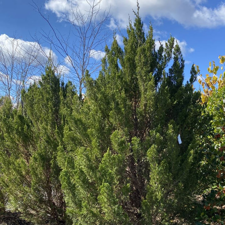 Mature Juniperus chinensis (Spartan Juniper) grown as B&B trees.