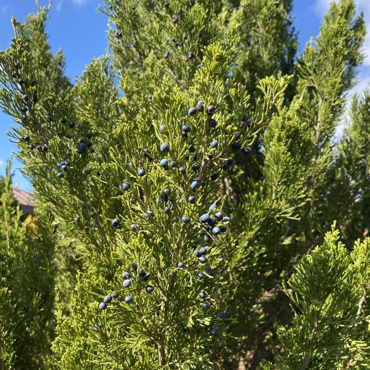 Close-up of Juniperus chinensis (Spartan Juniper) berries.