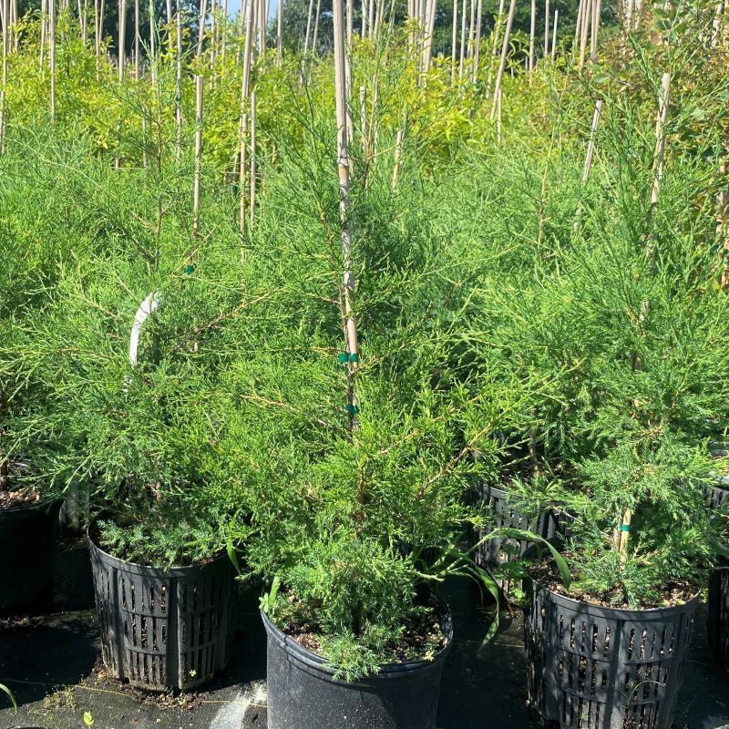 Young Juniperus virginiana (Eastern Red Cedar) grown in 3-gallon pots.