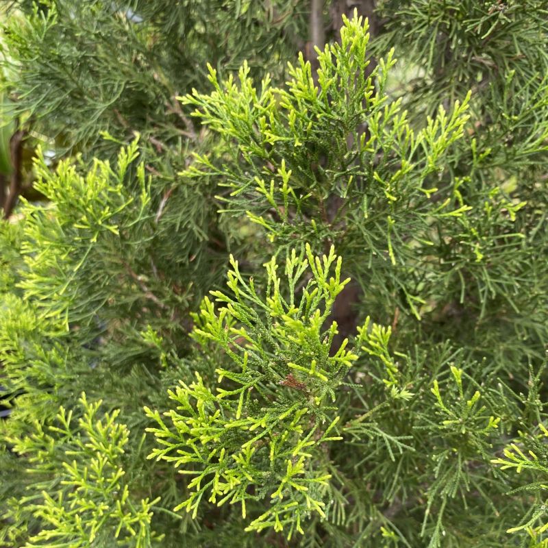 Close-up of Juniperus virginiana 'Brodie' needles.