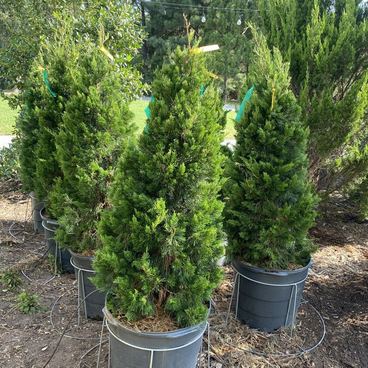 Juniperus virginiana 'Canaertii' (Eastern Red Cedar)