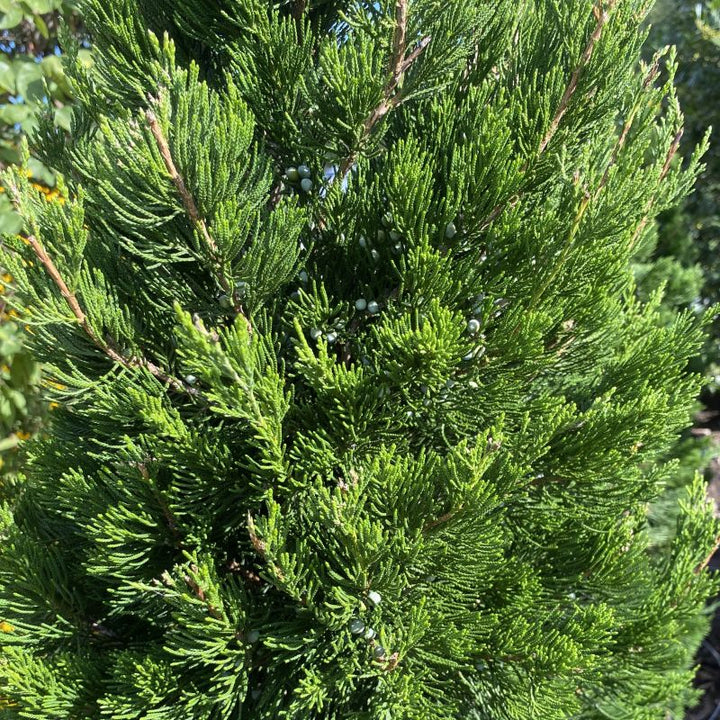 Juniperus virginiana 'Canaertii' (Eastern Red Cedar)