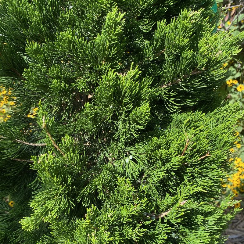 Juniperus virginiana 'Canaertii' (Eastern Red Cedar)