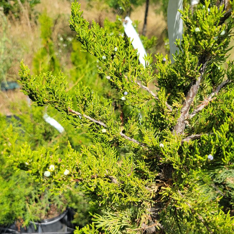 Close-up of Juniperus virginiana 'Emerald Sentinel' (Eastern Red Cedar) with needles and fruits